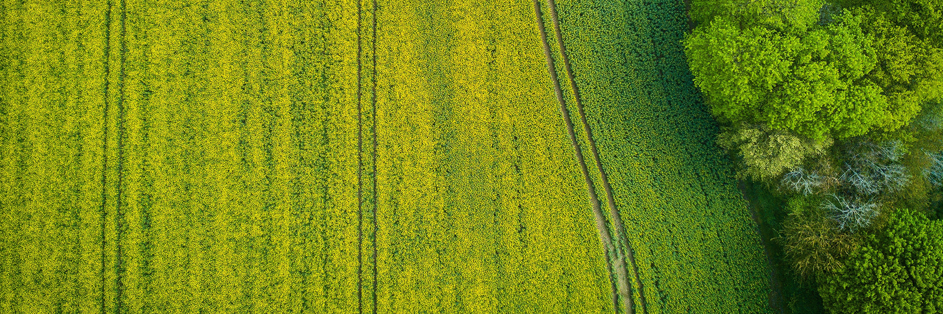 ONU reconhece importância do agro brasileiro para a sustentabilidade