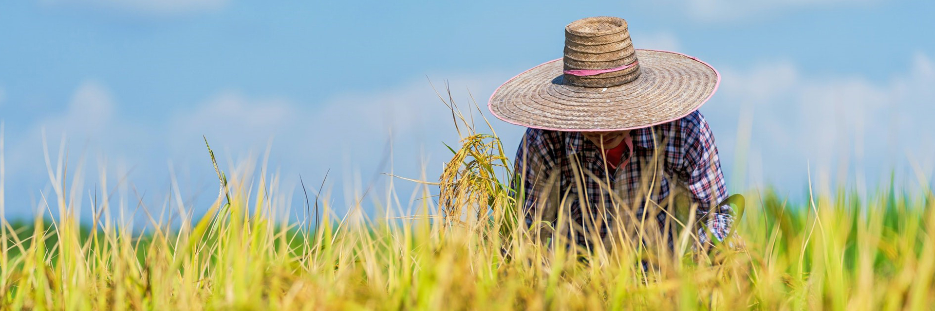 Saúde do agricultor: cuidado e prevenção são fundamentais