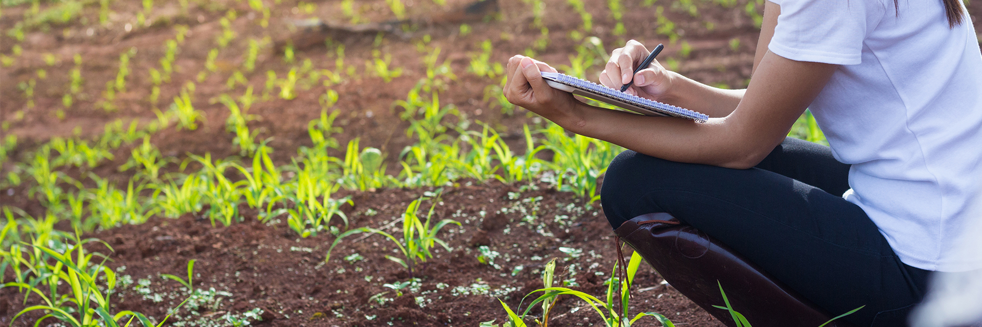 Seguro Rural: uma valiosa garantia para o agronegócio