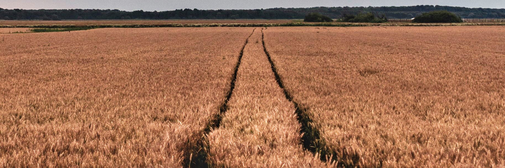 Seguro ou Crédito Rural? Entenda a diferença