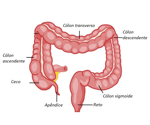 intestino grosso anatomia