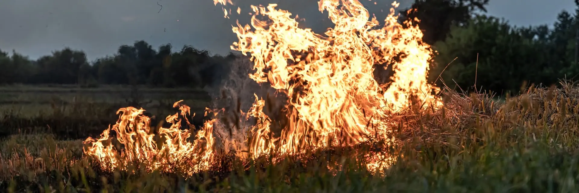 Queimadas Recordes em 2024: Impactos no Mercado de Seguros e no Agronegócio