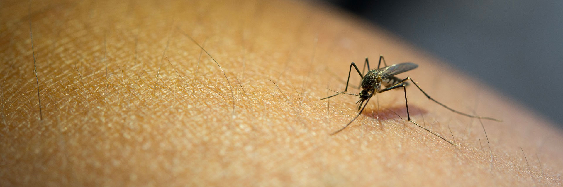 Dengue: Exames e procedimentos cobertos pelos planos de saúde