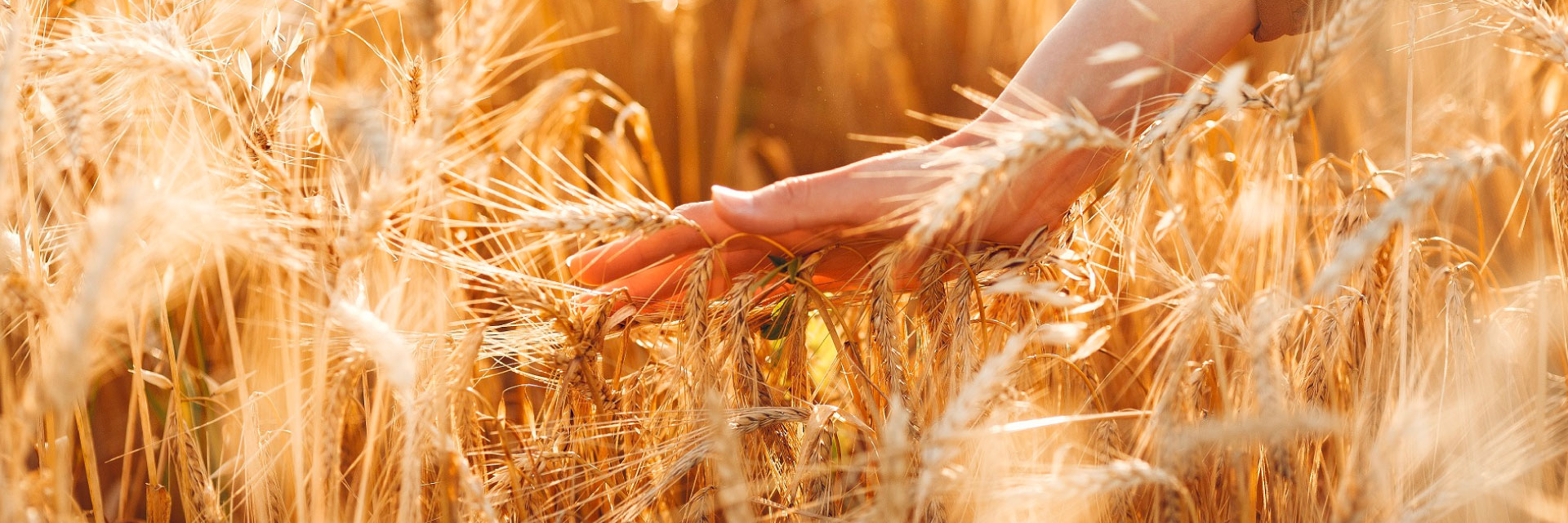Principais cuidados durante a colheita e pós-colheita do trigo