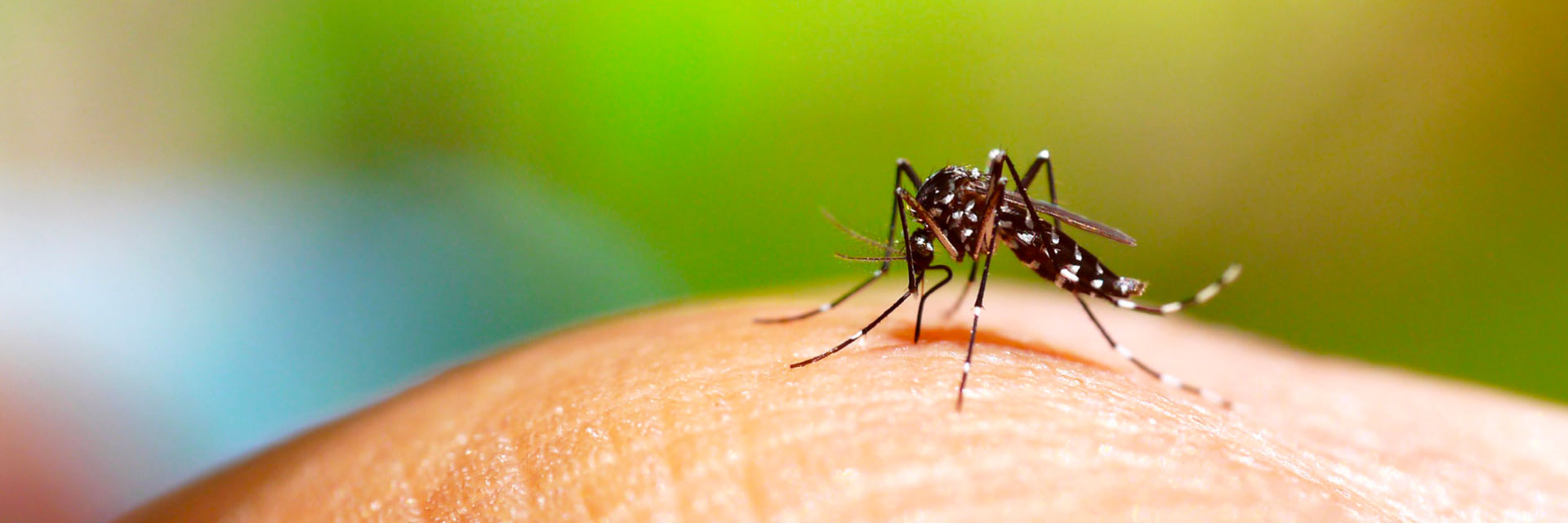 Atenção! Casos de dengue no Brasil voltam a crescer