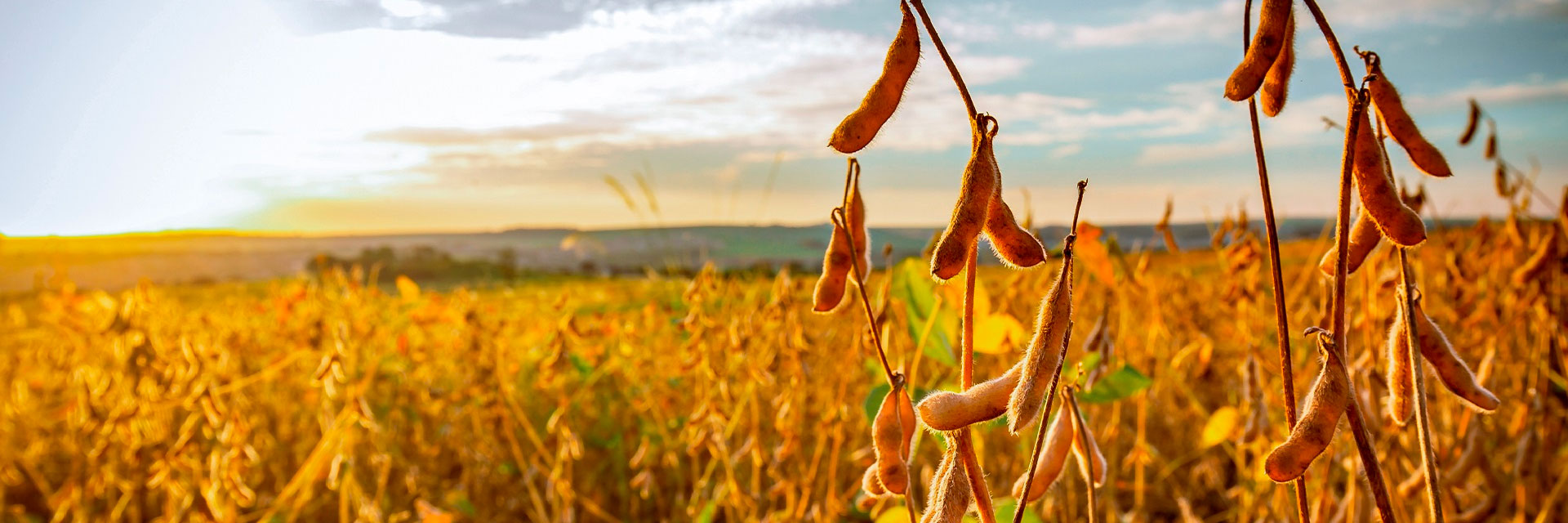 Plantio de grãos: 5 dicas para garantir uma boa safra de verão
