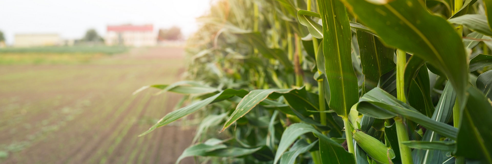 Plantio de soja: quando é a hora de contratar o seguro agrícola?