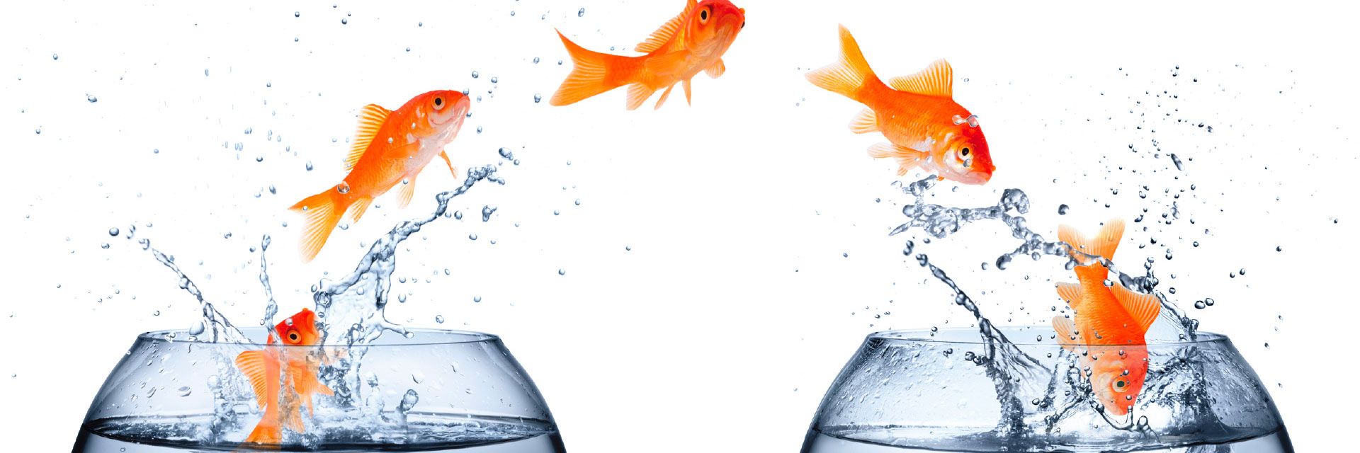 Portabilidade simples: quando posso fazer?