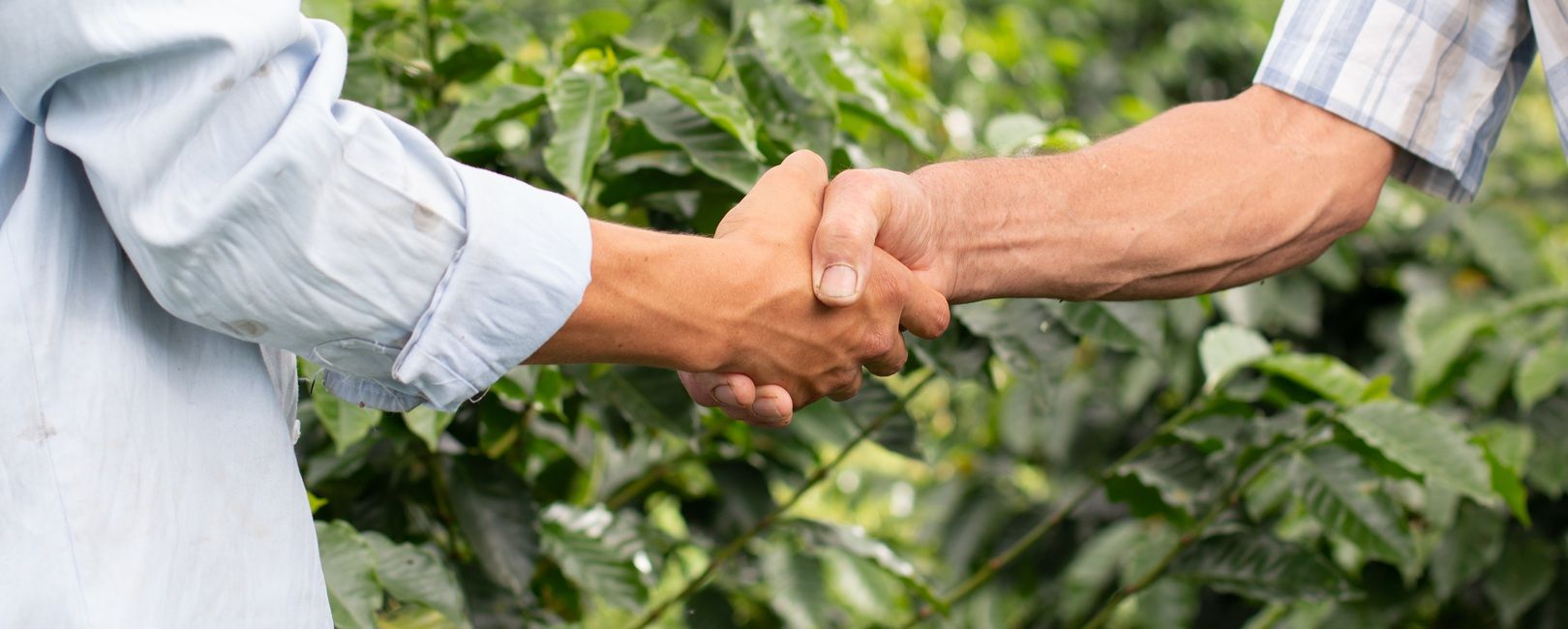 Parceria entre Mapa e CVM: impactos na gestão de riscos e no acesso a capital no agronegócio